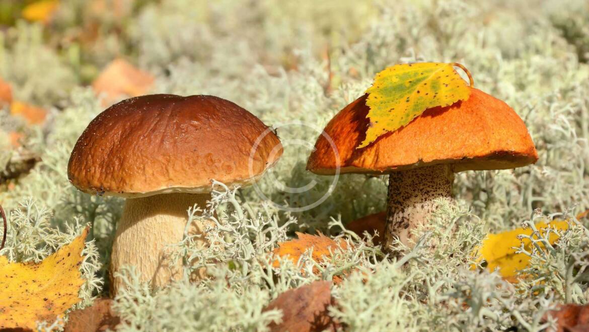 Six Simple Steps to Mushroom Farming